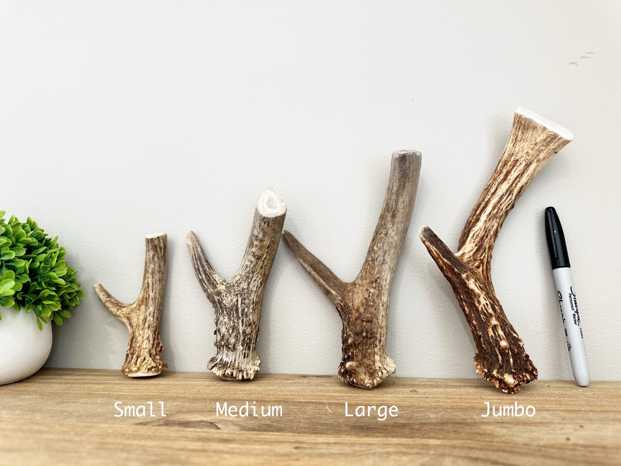 Deer Antler | Dog Chews | Antler Base Pieces | All Sizes | Small